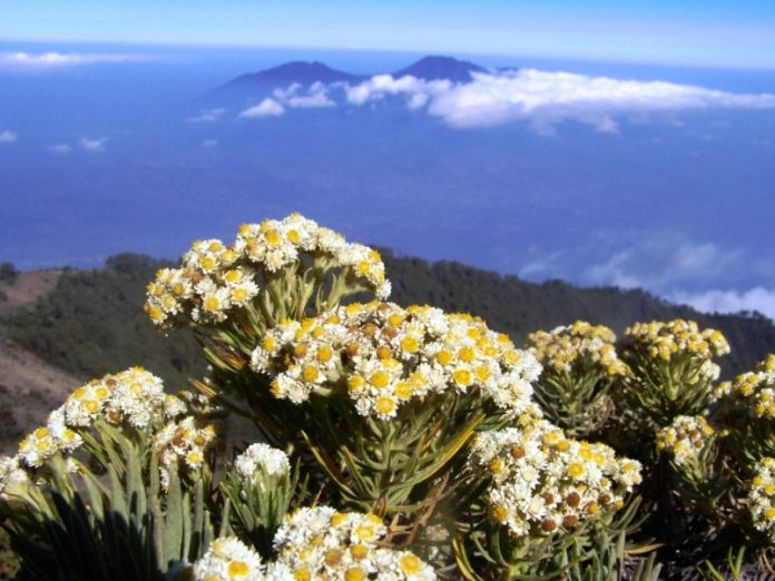 Edelweis Jawa, Bunga Abadi yang Terancam Keabadiannya | Kelompok Studi  Biodiversitas